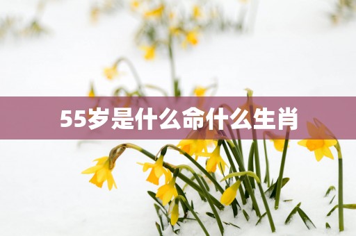 55岁是什么命什么生肖