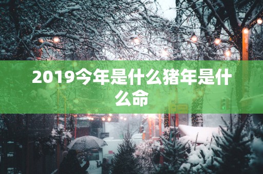 2019今年是什么猪年是什么命