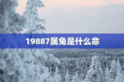19887属兔是什么命