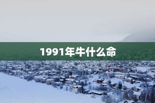 1991年牛什么命