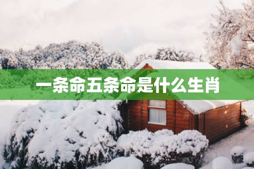 一条命五条命是什么生肖