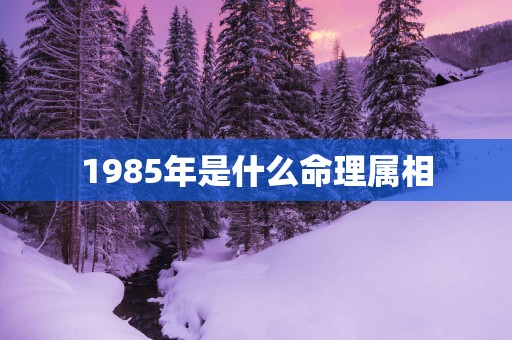 1985年是什么命理属相