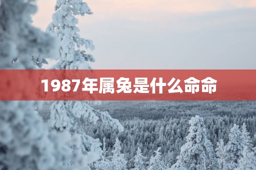 1987年属兔是什么命命