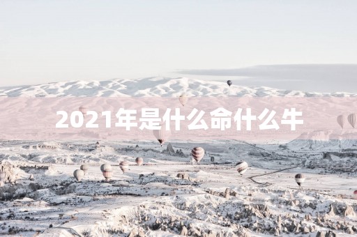 2025年是什么命什么牛