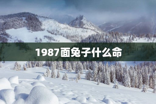 1987面兔子什么命