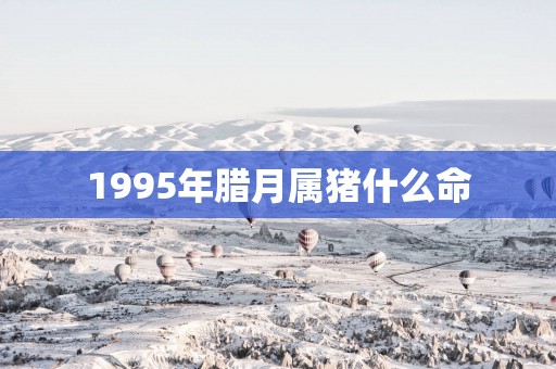 1995年腊月属猪什么命
