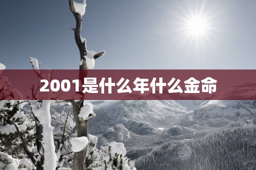 2001是什么年什么金命