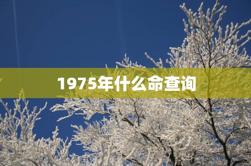 1975年什么命查询