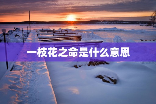 一枝花之命是什么意思