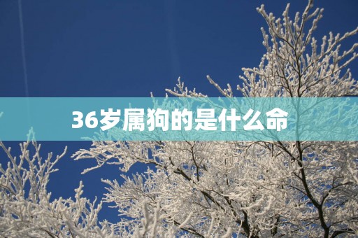 36岁属狗的是什么命