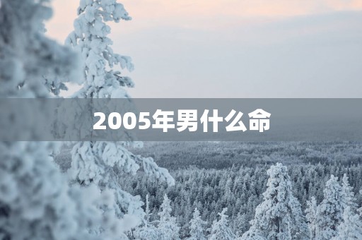2005年男什么命