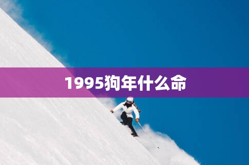 1995狗年什么命