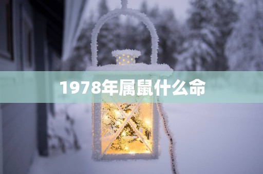 1978年属鼠什么命