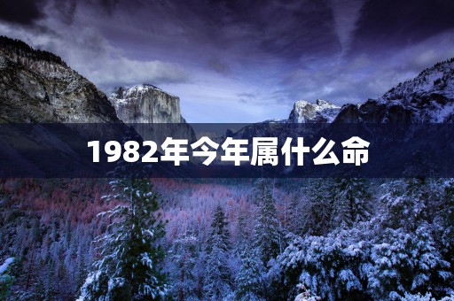 1982年今年属什么命
