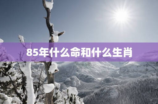 85年什么命和什么生肖