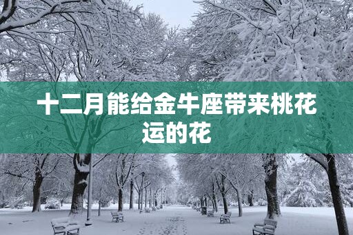 十二月能给金牛座带来桃花运的花