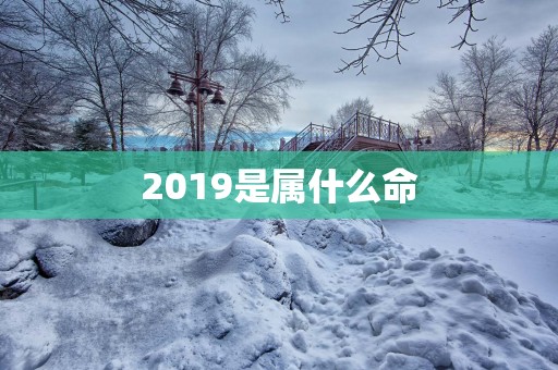 2019是属什么命