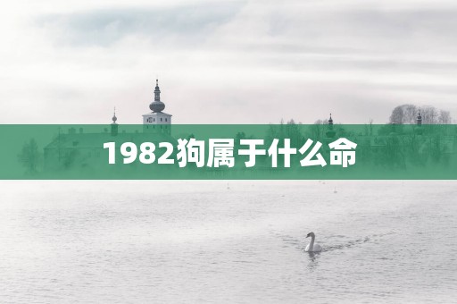 1982狗属于什么命