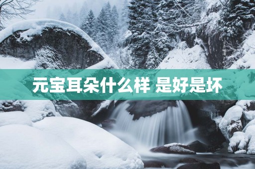 元宝耳朵什么样 是好是坏