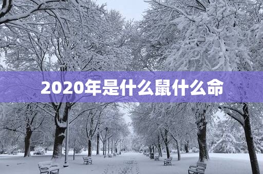 2025年是什么鼠什么命