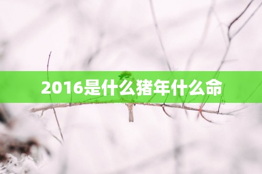 2016是什么猪年什么命