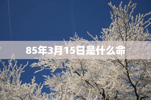 85年3月15日是什么命
