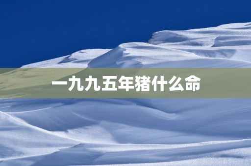 一九九五年猪什么命