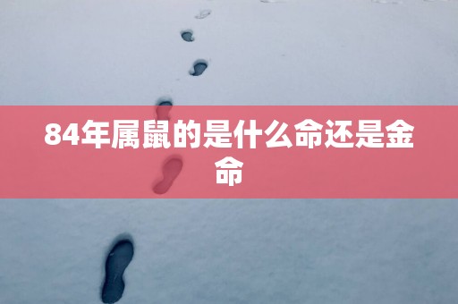 84年属鼠的是什么命还是金命