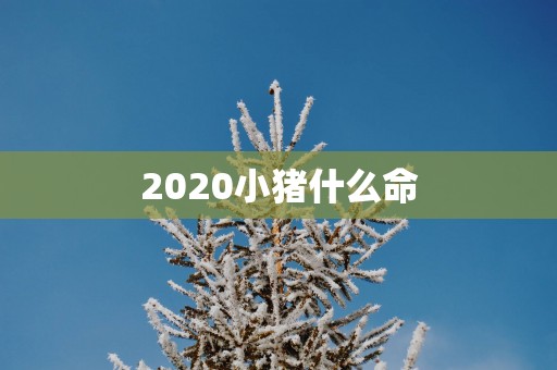 2025小猪什么命