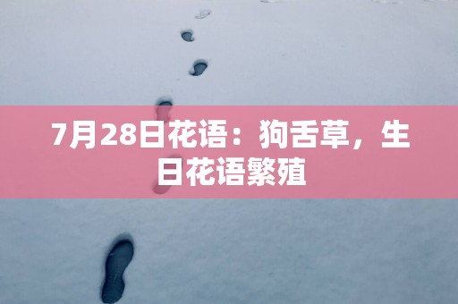 7月28日花语：狗舌草，生日花语繁殖