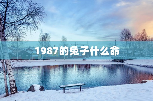 1987的兔子什么命