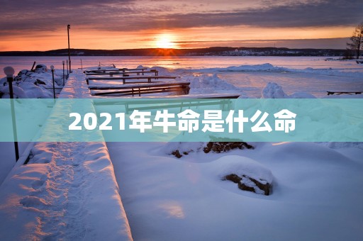 2025年牛命是什么命