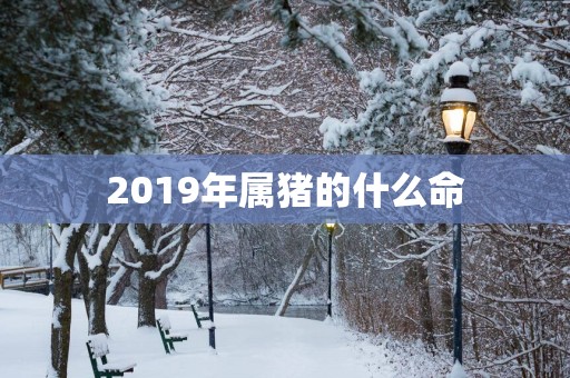 2019年属猪的什么命