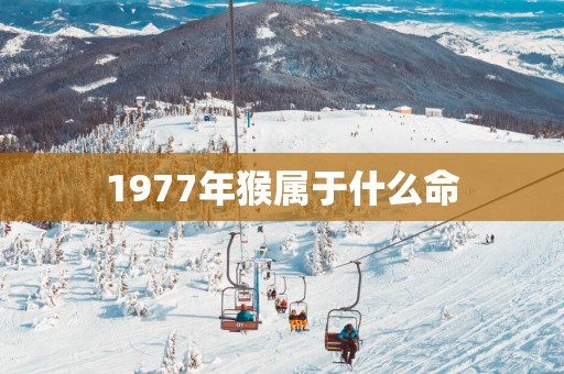 1977年猴属于什么命