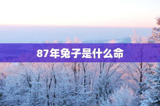 87年兔子是什么命