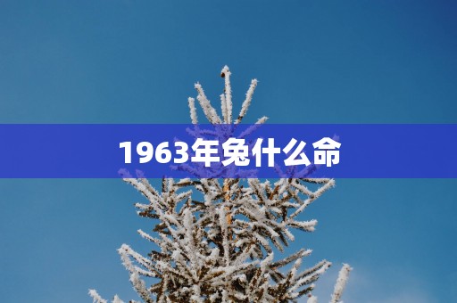 1963年兔什么命