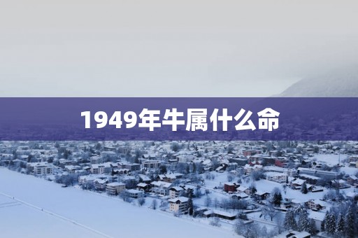 1949年牛属什么命