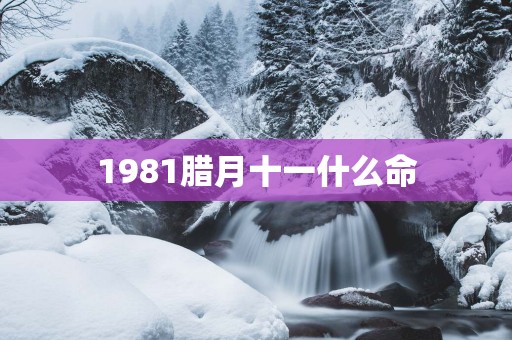 1981腊月十一什么命