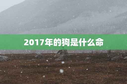 2017年的狗是什么命