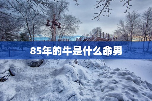 85年的牛是什么命男