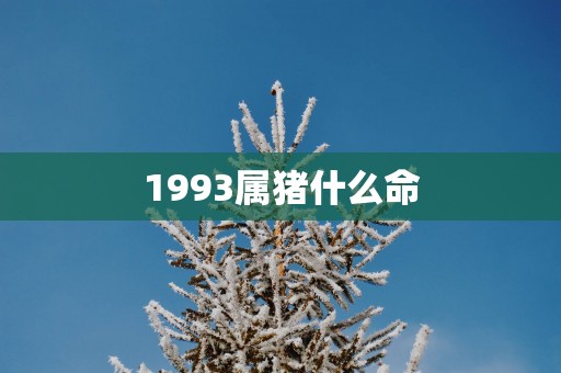 1993属猪什么命