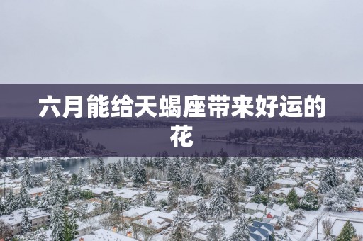 六月能给天蝎座带来好运的花