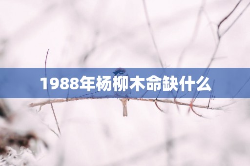1988年杨柳木命缺什么