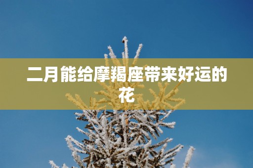 二月能给摩羯座带来好运的花