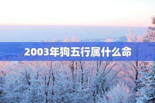 2003年狗五行属什么命