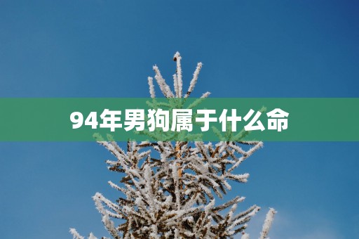 94年男狗属于什么命