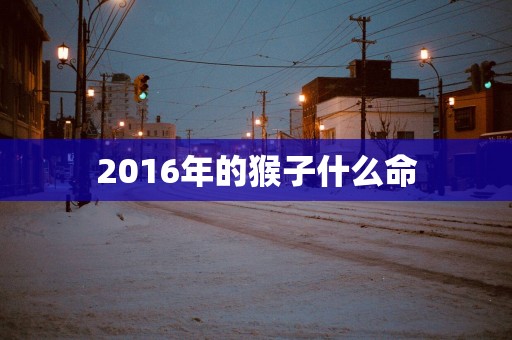 2016年的猴子什么命