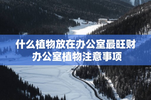 什么植物放在办公室最旺财 办公室植物注意事项