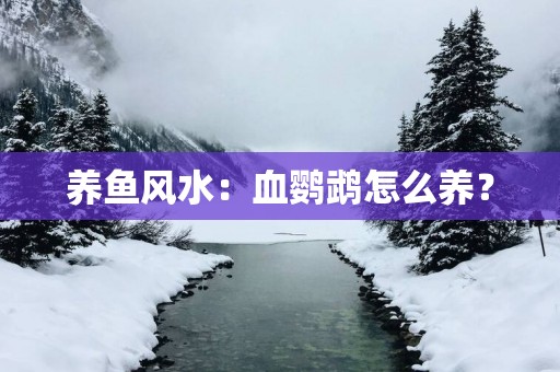 养鱼风水：血鹦鹉怎么养？