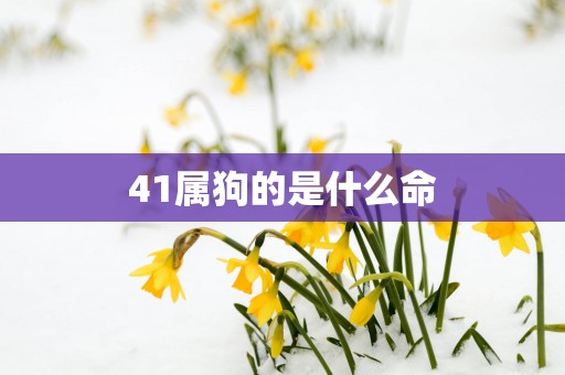 41属狗的是什么命